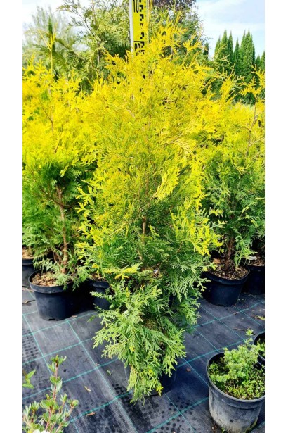 Туя західна Єллоу Ріббон - 5л/вис.80-100см/Ø30-35см